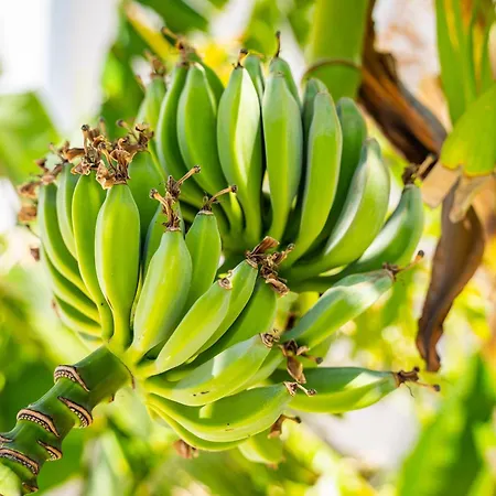 Alkithea Luxury Aparthotel