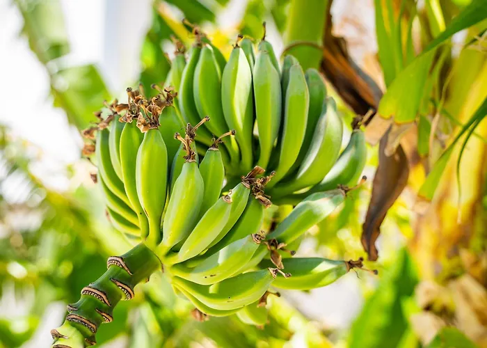 Alkithea Luxury Aparthotel